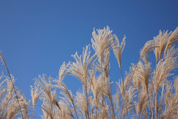 秋の岩湧山山頂のススキ