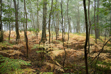 The forest in the fall season
