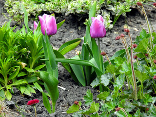 early spring 2020 blooming tulips at city discounts in the city of Białystok in Podlasie in Poland