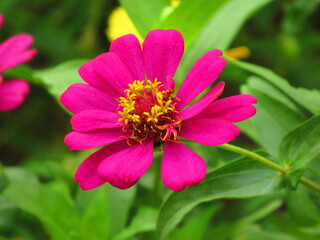 Fototapeta premium flower