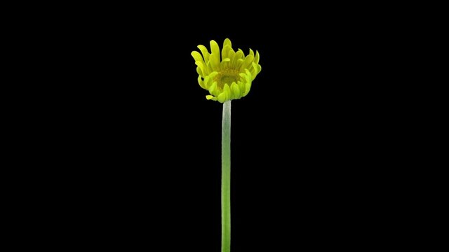 Time-lapse of opening yellow gerbera flower 5a3 in RGB + ALPHA matte format isolated on black background
