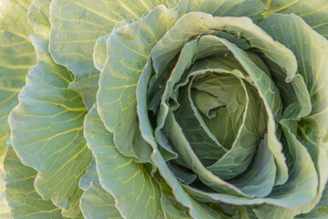 Obraz premium Soft focus of Big cabbage on the ground in the morning with mild sunshine in the garden.Head of green fresh cabbage.Organic vegetables.