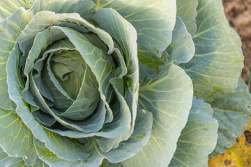 Obraz premium Soft focus of Big cabbage on the ground in the morning with mild sunshine in the garden.Head of green fresh cabbage.Organic vegetables.