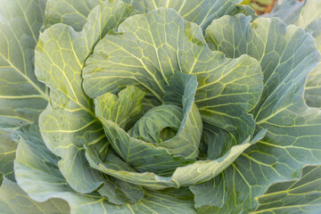 Fototapeta premium Soft focus of Big cabbage on the ground in the morning with mild sunshine in the garden.Head of green fresh cabbage.Organic vegetables.