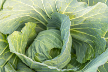 Fototapeta premium Soft focus of Big cabbage on the ground in the morning with mild sunshine in the garden.Head of green fresh cabbage.Organic vegetables.