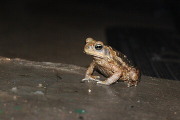 Brazilian Frog