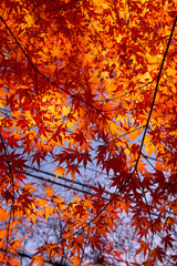 河口湖の紅葉