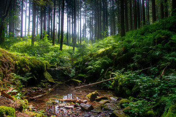 Tümpel im Wald