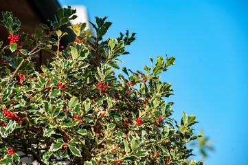 Ilex aquifolium, the holly, is an evergreen tree or shrub.