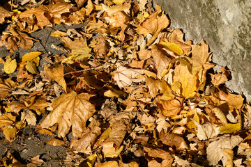 autumn leaves 