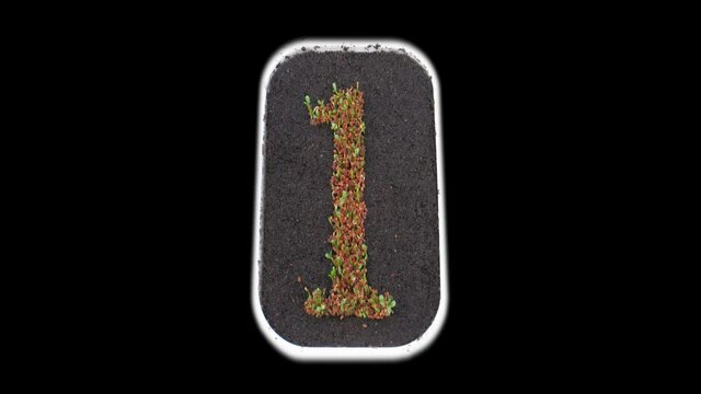 Time-lapse of growing number 1 (one) from seeds to leaves 2x3 in PNG+ format with ALPHA transparency channel isolated on black background
 