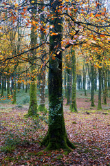 autumn fall woodland Cornwall England uk idless
