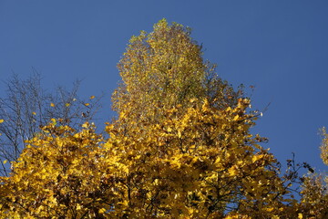 autumn leaves of Ginkgo Biloba