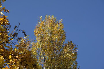 Fototapeta premium autumn leaves of Ginkgo Biloba