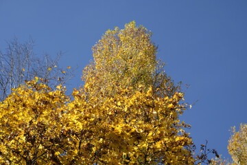 Fototapeta premium autumn leaves of Ginkgo Biloba