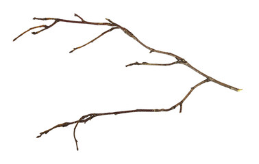 Dry twig isolated on white