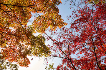 大阪城公園の紅葉