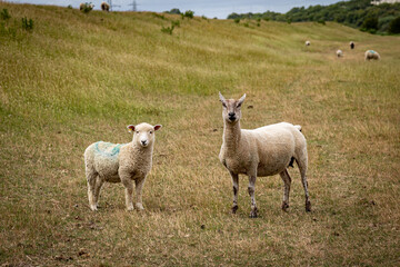 Naklejka na ściany i meble Sheep in the Sussex Countryside