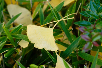 autumn leaves of Ginkgo Biloba