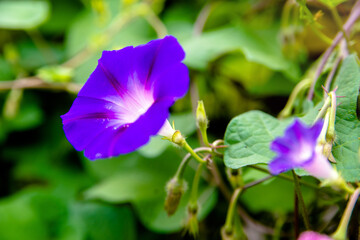 Blue bell blooms in the garden in summer