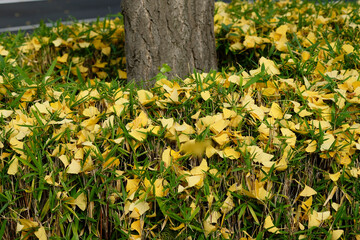 autumn leaves of Ginkgo Biloba