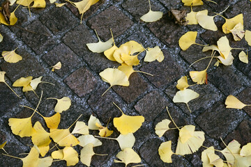 Obraz premium autumn leaves of Ginkgo Biloba