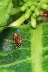 Close up red ant on  stick tree in nature at thailand