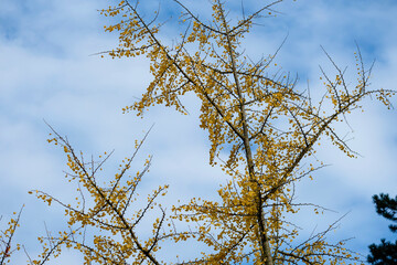 autumn leaves of Ginkgo Biloba