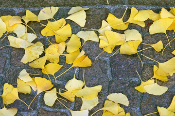 autumn leaves of Ginkgo Biloba