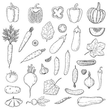 Vegetables set. Vector cartoon illustrations of veggies. Isolated on white.