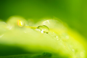 Fototapeta na wymiar water drops on the green grass close up