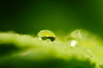 water drops on the green grass close up