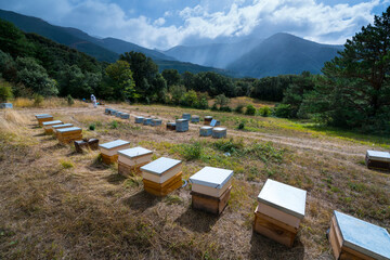 Pedro Arto Beekeeper, Aragües del Puerto Village, Jacetania, Huesca, Aragon, Spain, Europe