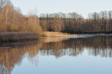 Sunlight and shade on the grass and trees on the shore of a forest lake. Moscow region. Russia.