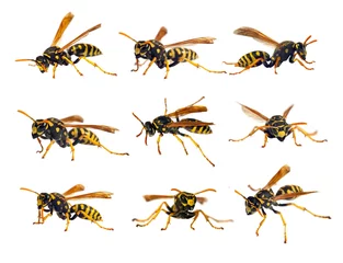 Fotobehang European wasp German wasp or German yellowjacket © Daniel Prudek