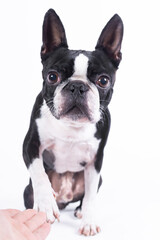 Boston terrier in studio, breed, dog, frenchie, bulldog