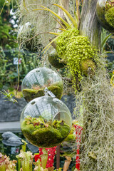 the plants in glass ball displayed in cloud forest of Garden by the bay. 
It is a nature park spanning 101 hectares in the Central Region of Singapore.