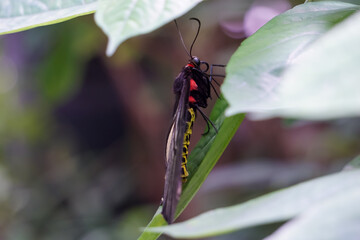 butterfly on a leaf