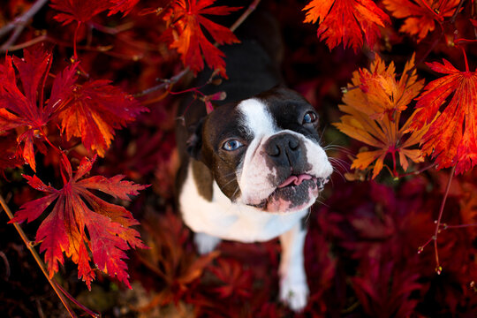 Boston terrier in autumn background, breed, dog, 