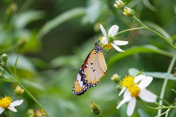 butterfly on a flower