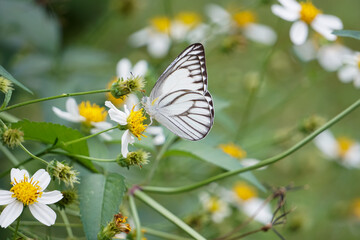 butterfly on a flower