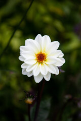 Obraz premium white daisy flower