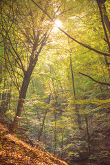 Mystic autumn forest