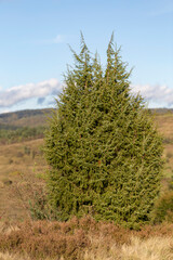 Fototapeta premium Juniperus communis tree in nature. Juniperus communis, the common juniper, is a species of small tree or shrub in the genus Juniperus, in the family Cupressaceae.