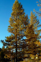 Fototapeta premium Botany, Larch Tree