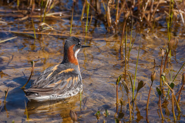 Red-necked Phalarope (Phalaropus lobatus) female in Barents Sea coastal area, Russia