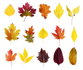 Set of different autumn leaves on white background