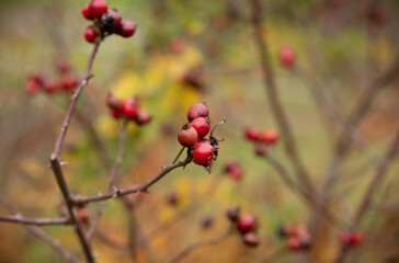 Rosa Canina, red berries bush. Autumn view with Rosa Canina.