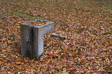 Fototapeta premium 落ち葉の公園