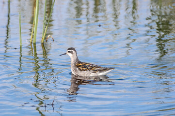 Fototapeta premium Immature Red-necked Phalarope (Phalaropus lobatus) in Barents Sea coastal area, Russia